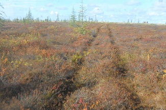 Гусеничный вездеход СТМ-70871 не повреждает поверхностный слой тундры